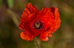 230611-DSCF0047